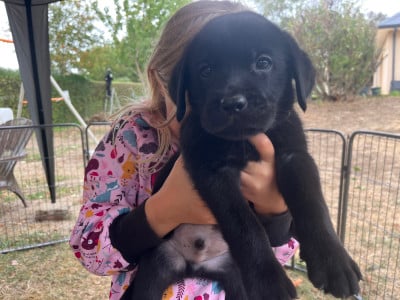 Les chiots de Labrador Retriever