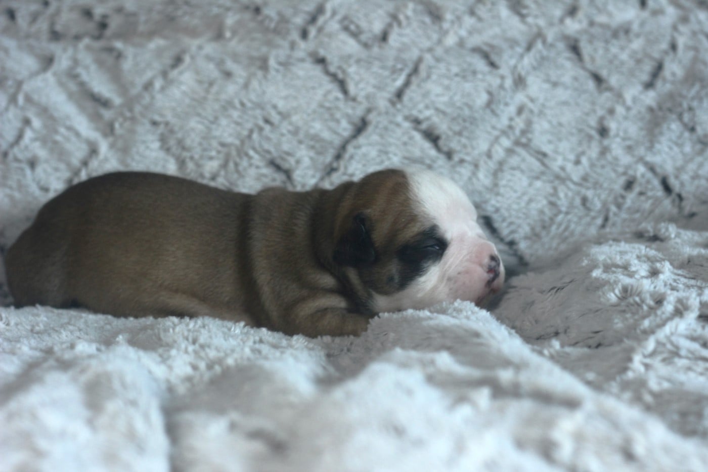 Bulldog continental - des Chtis Contis