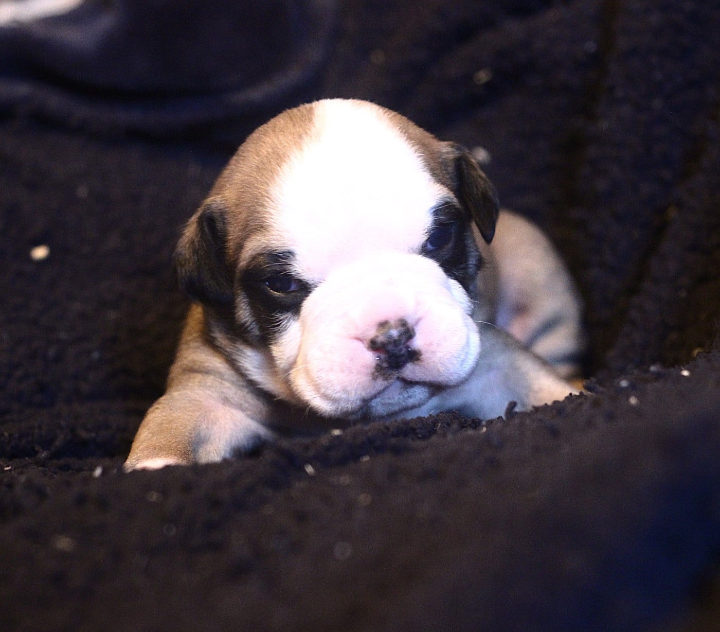 Bulldog continental - des Chtis Contis