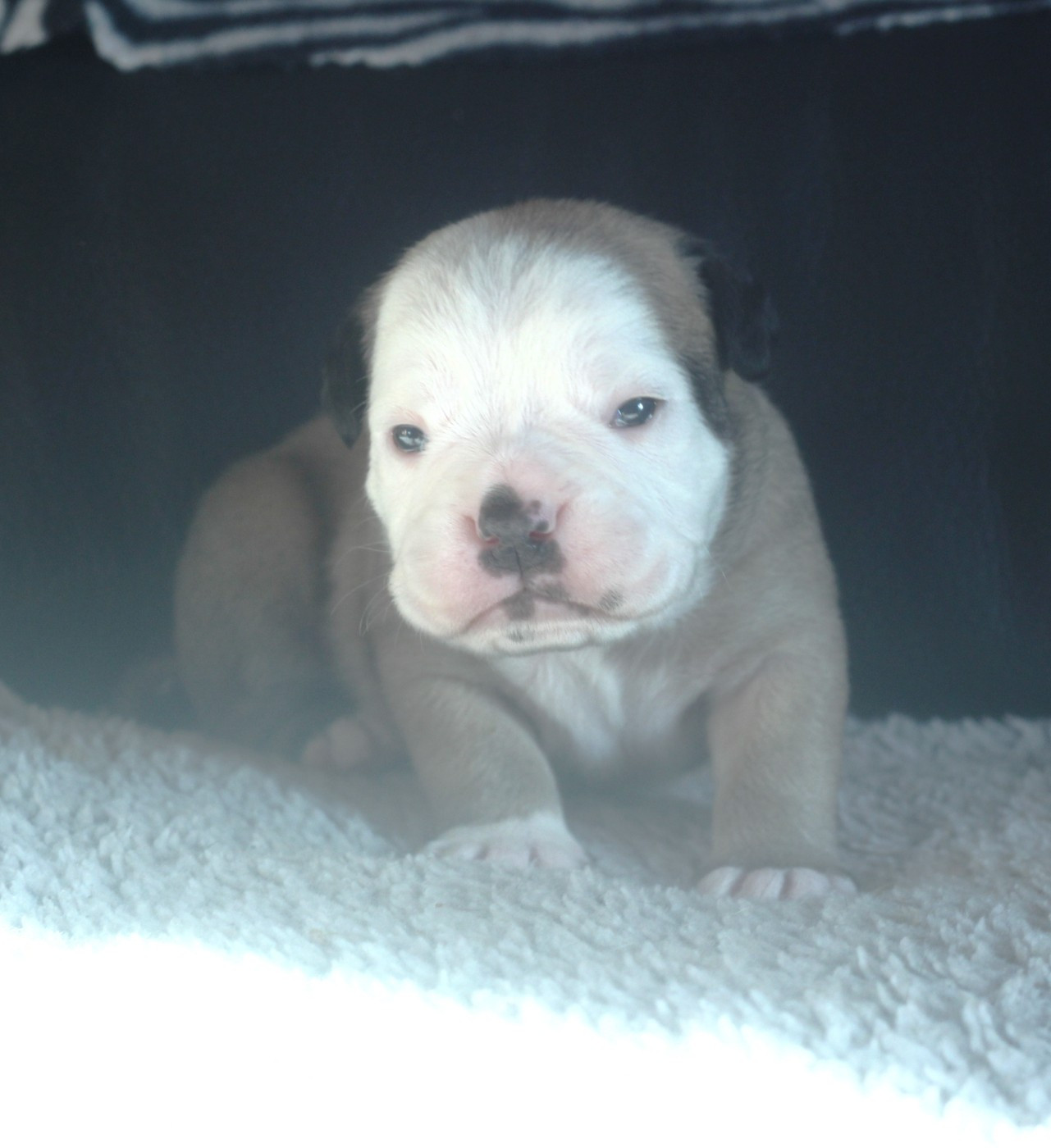 CHIOT 3 collier jaune