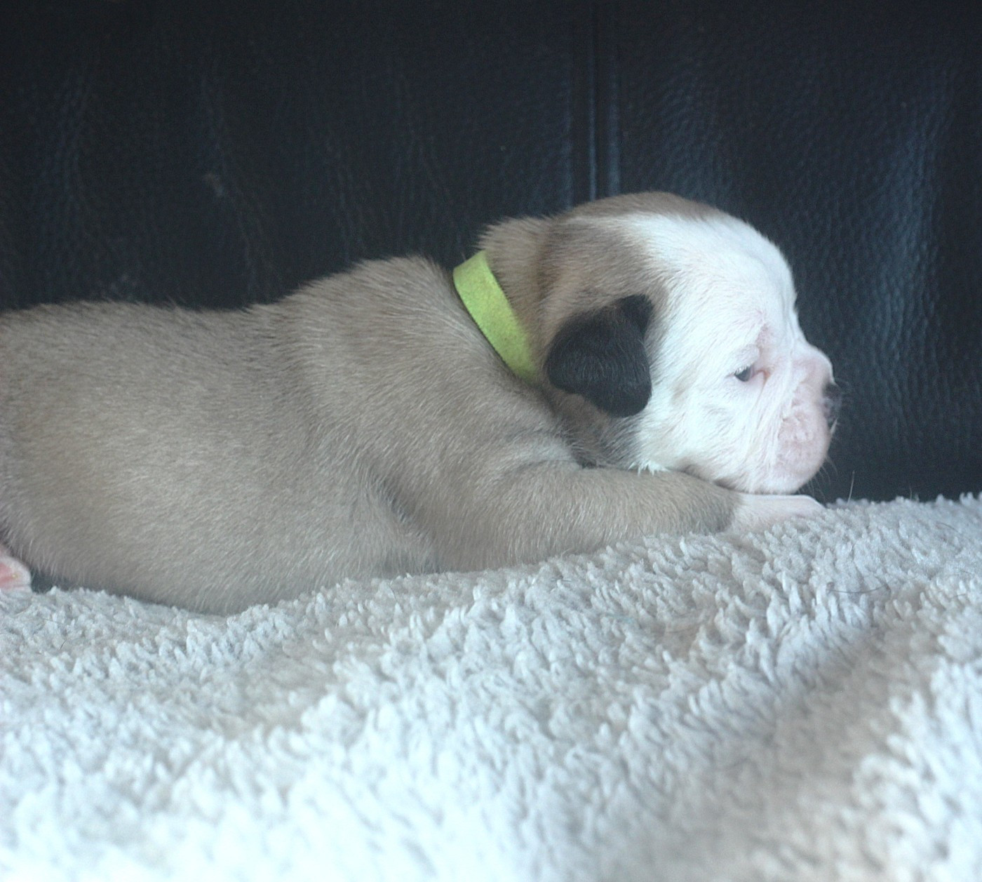 CHIOT 3 collier jaune