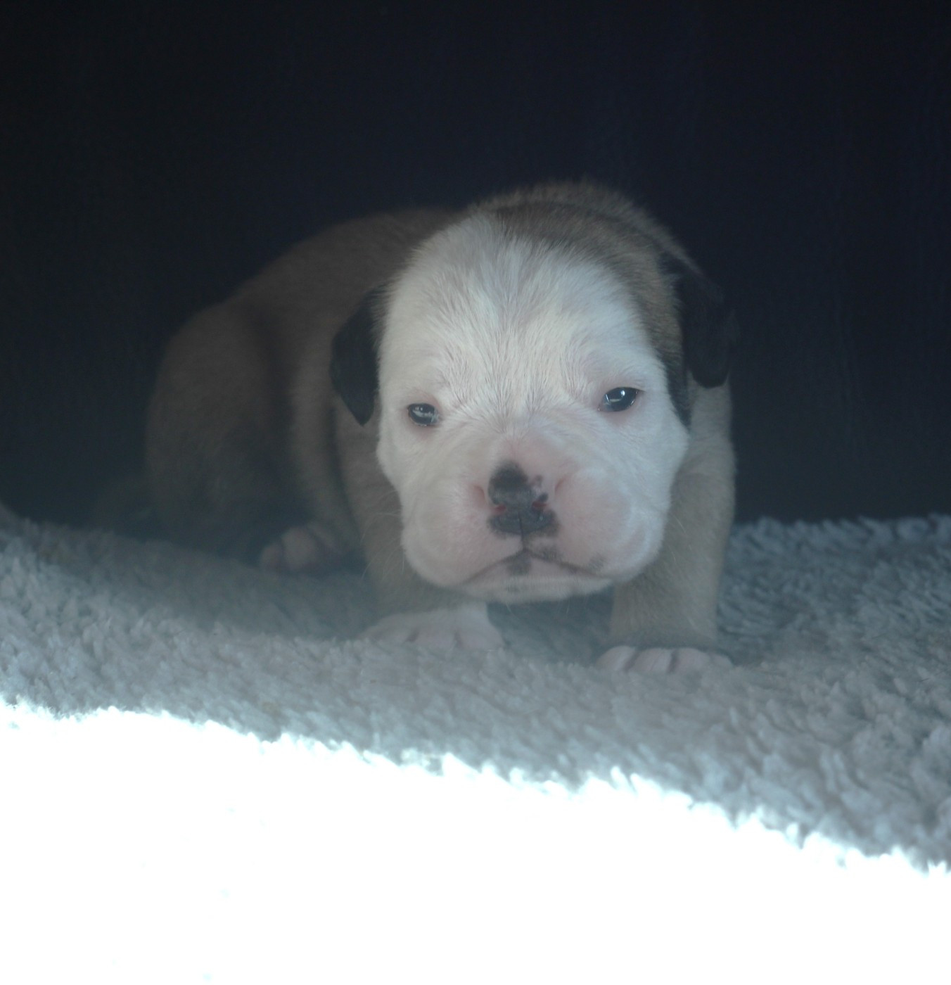 CHIOT 3 collier jaune