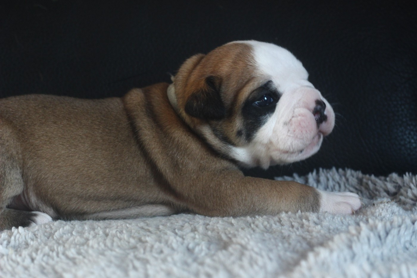 CHIOT 2 collier gris