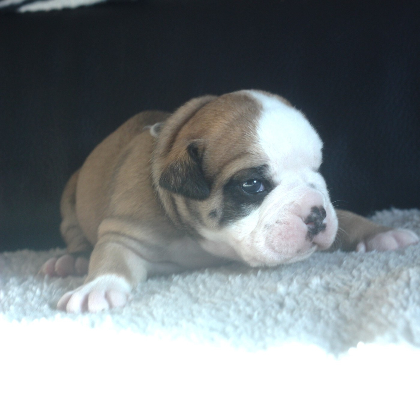 CHIOT 1 Collier bleu