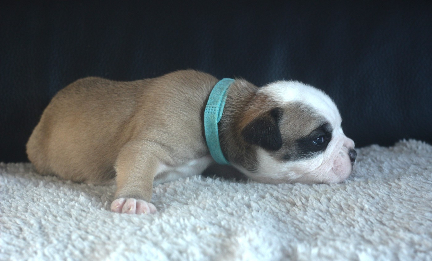 CHIOT 1 Collier bleu