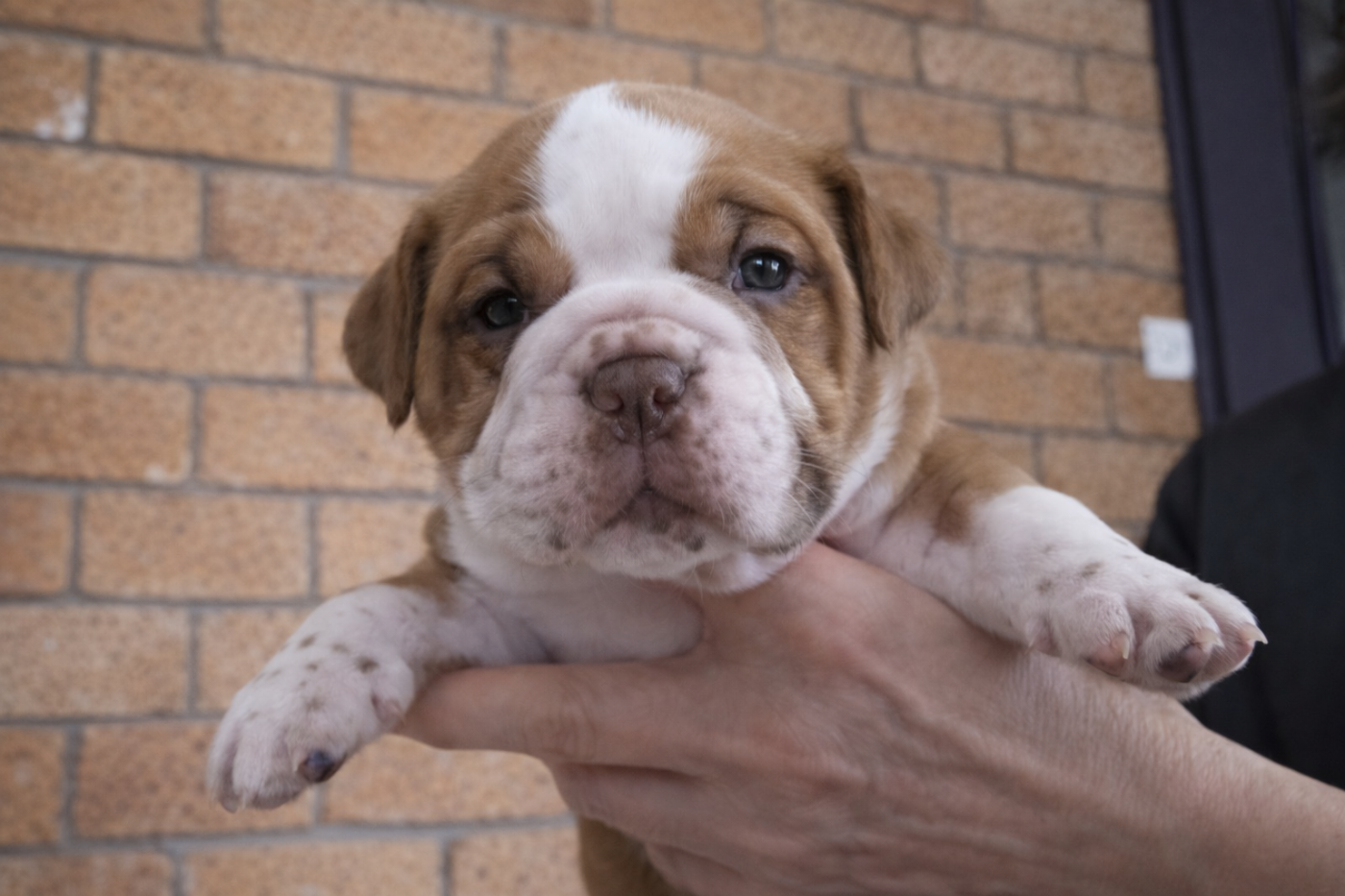 Bulldog continental - des Chtis Contis