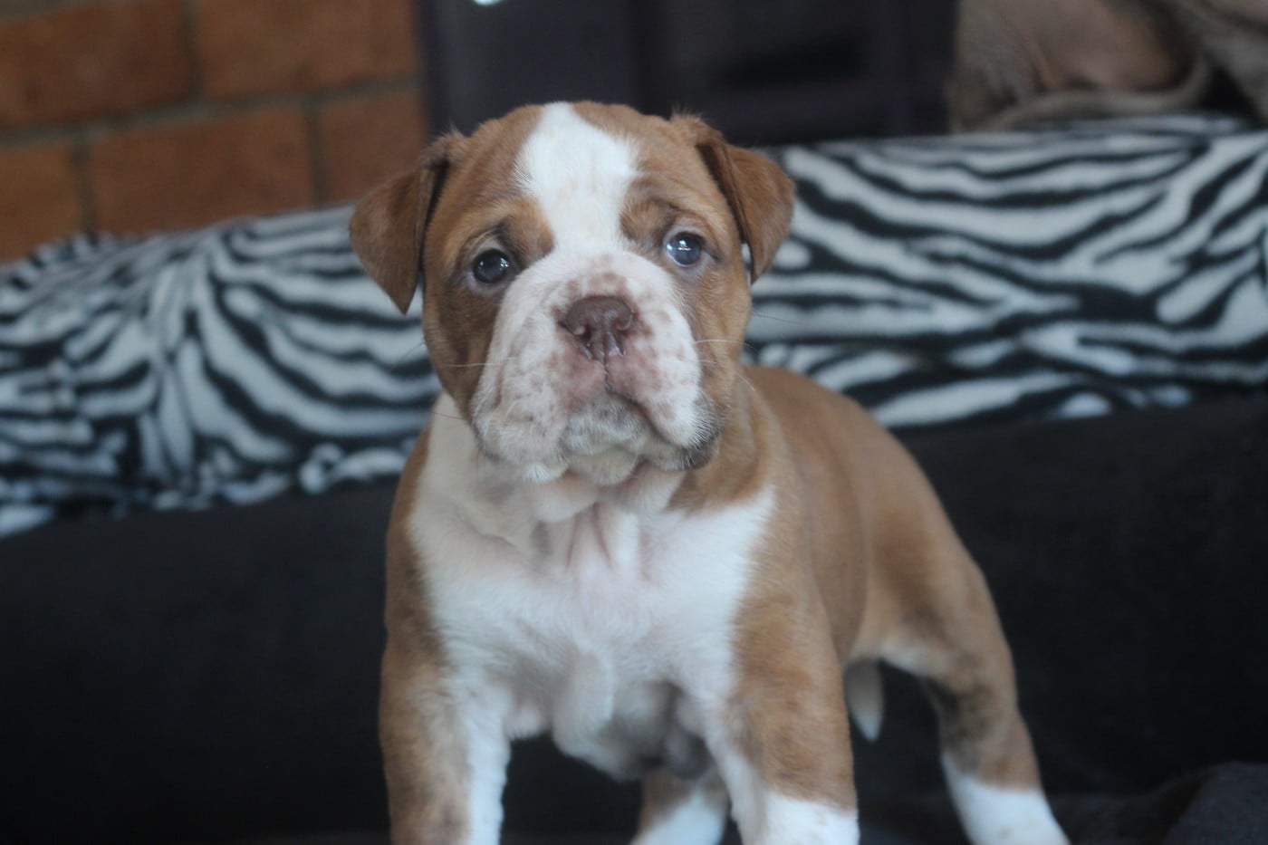 Bulldog continental - des Chtis Contis