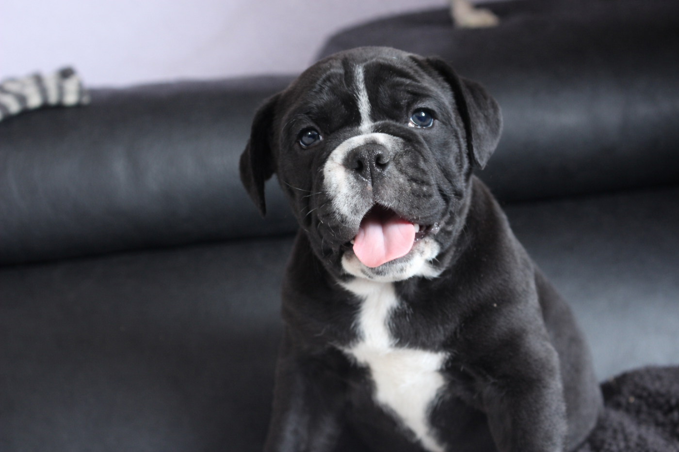 Bulldog continental - des Chtis Contis