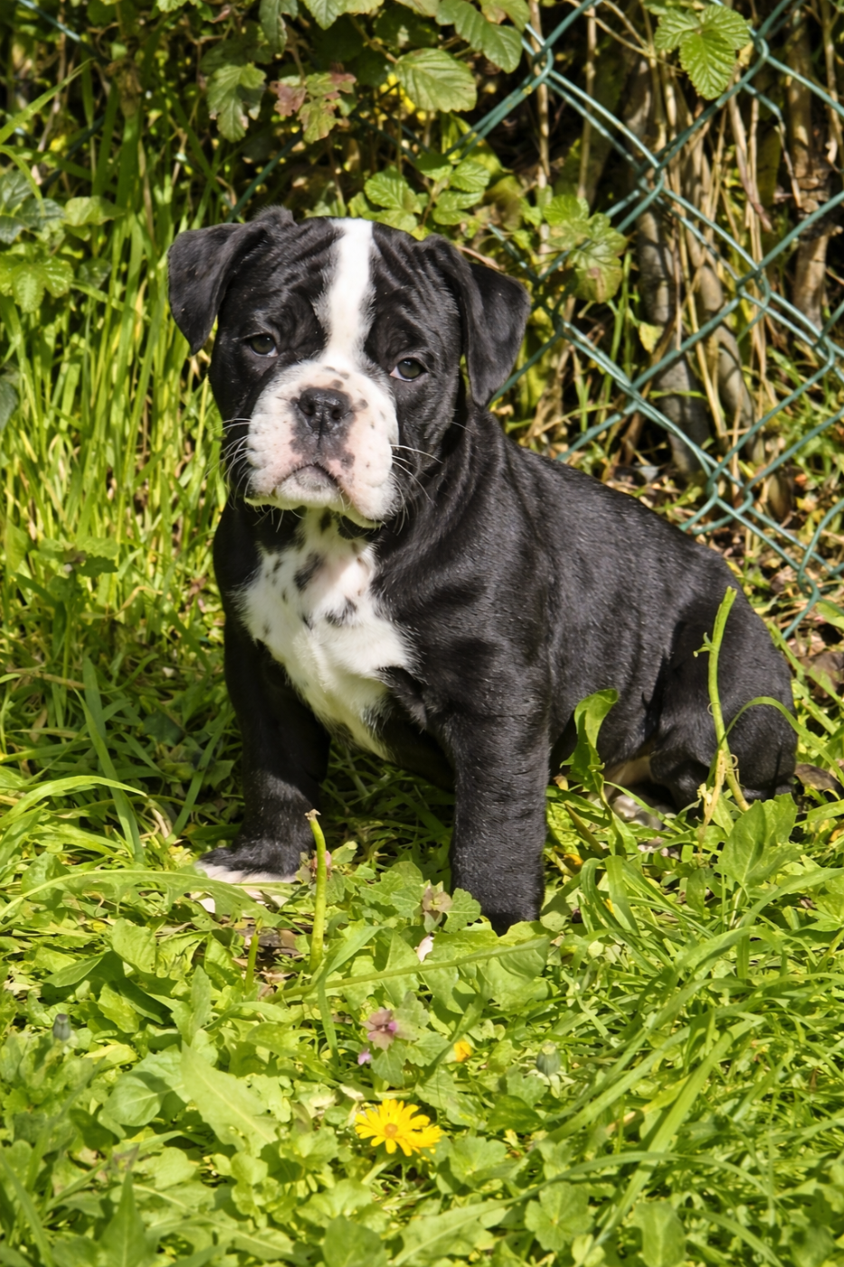 Bulldog continental - des Chtis Contis