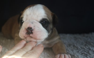 Les chiots de Bulldog continental