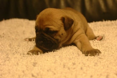 Les chiots de Bulldog continental