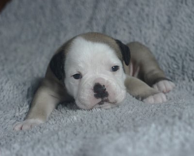 CHIOT 3 collier jaune - Bulldog continental