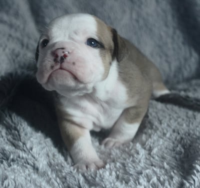 CHIOT 8 - Bulldog continental
