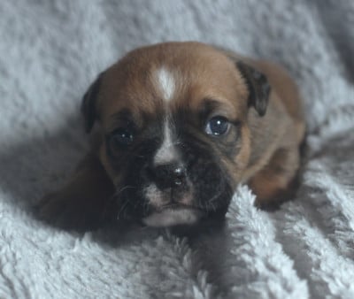 CHIOT 6 - Bulldog continental