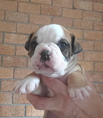 Les chiots de Bulldog continental