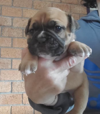 Les chiots de Bulldog continental