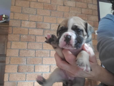 Les chiots de Bulldog continental