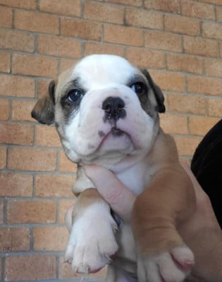 Les chiots de Bulldog continental
