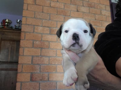Les chiots de Bulldog continental