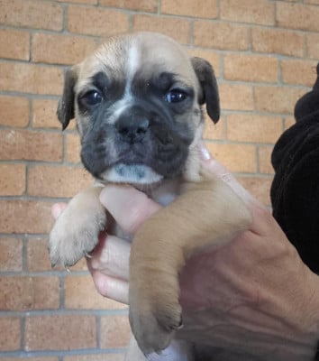 Les chiots de Bulldog continental