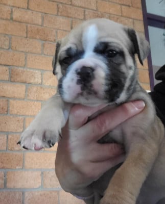 Les chiots de Bulldog continental