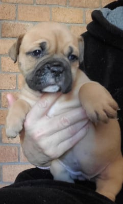 Les chiots de Bulldog continental