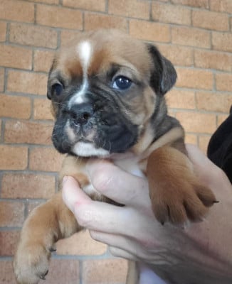 Les chiots de Bulldog continental