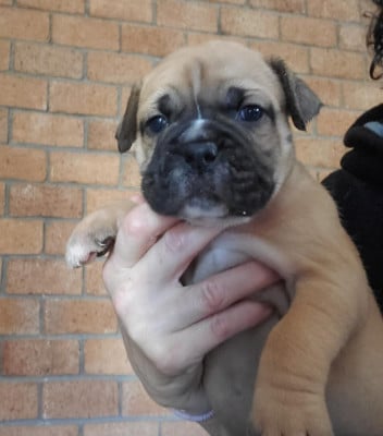 Les chiots de Bulldog continental