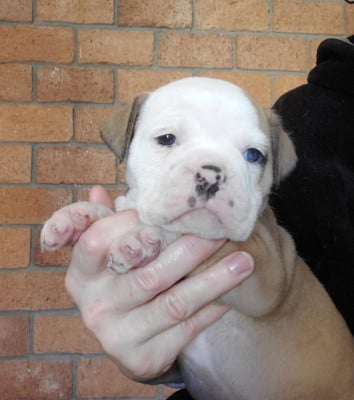 Les chiots de Bulldog continental