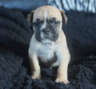 Les chiots de Bulldog continental