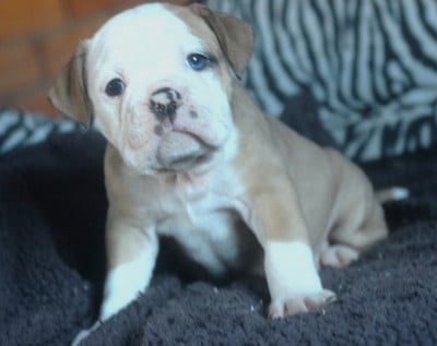 Les chiots de Bulldog continental