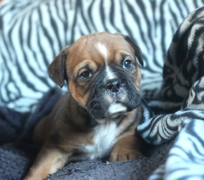 Les chiots de Bulldog continental