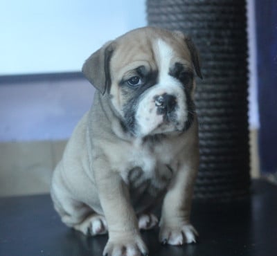 Les chiots de Bulldog continental