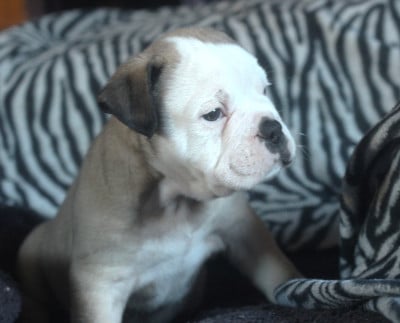 Les chiots de Bulldog continental