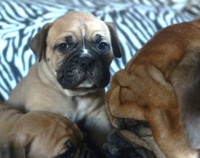 Les chiots de Bulldog continental