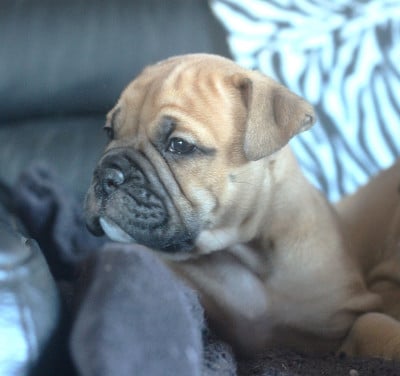 Les chiots de Bulldog continental