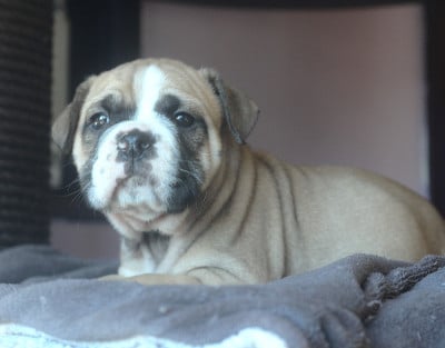 Les chiots de Bulldog continental