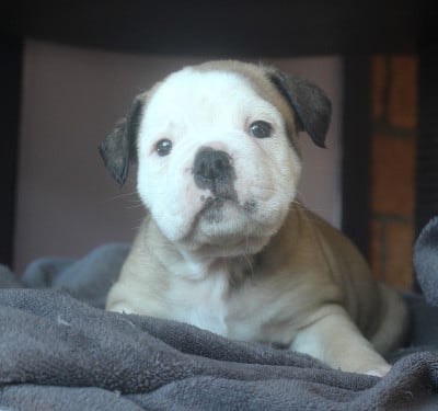 Les chiots de Bulldog continental