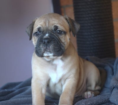 Les chiots de Bulldog continental