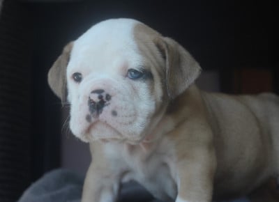 Les chiots de Bulldog continental