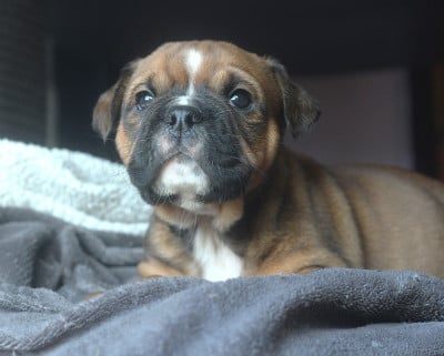 Les chiots de Bulldog continental