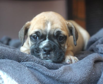 Les chiots de Bulldog continental