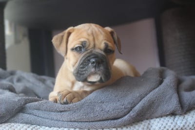 Les chiots de Bulldog continental