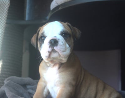 Les chiots de Bulldog continental