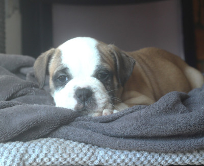 Les chiots de Bulldog continental