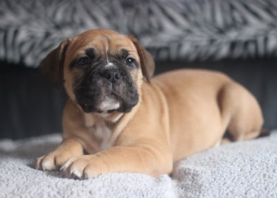 Les chiots de Bulldog continental