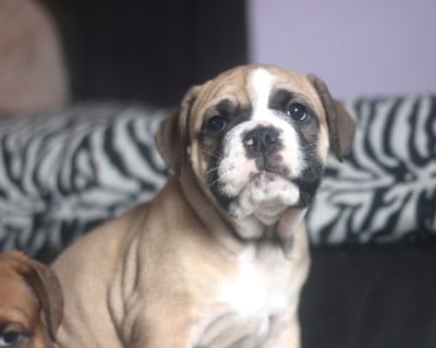 Les chiots de Bulldog continental
