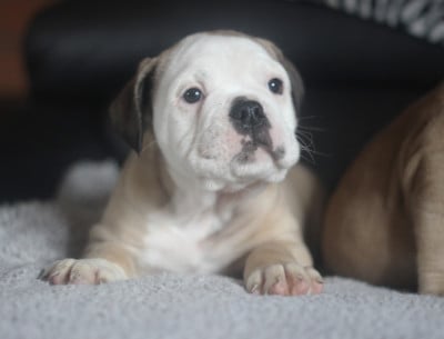 Les chiots de Bulldog continental