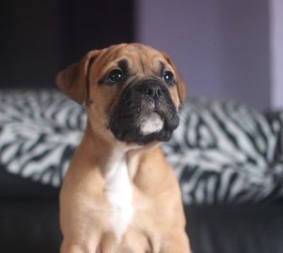 Les chiots de Bulldog continental