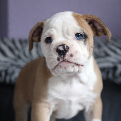 Les chiots de Bulldog continental